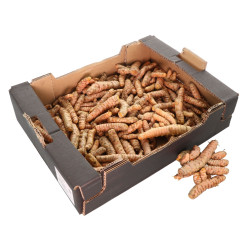 CURCUMA 2KG